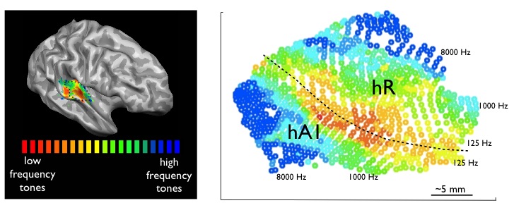 Tuning Into Sounds: How Hearing Works Tuning Into Sounds: How Hearing Works