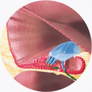 waarom-structuurbehoud-van-de-cochlea-zo-belangrijk-isgehoor2 waarom-structuurbehoud-van-de-cochlea-zo-belangrijk-is